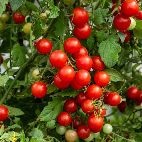 Potagères - Tomate Cerise - BIO - face recto